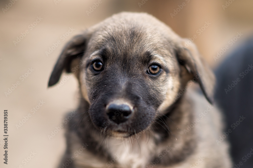Close-up portrait of little homeless puppy in handmade aviary made by volunteers waiting for family to adopt dog. Small homeless dog looks with sad eyes with hope of finding home and host Close-up portrait of little homeless puppy in handmade aviary made by volunteers waiting for family to adopt dog. Small homeless dog looks with sad eyes with hope of finding home and host