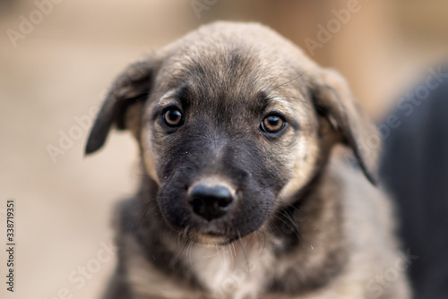 Close-up portrait of little homeless puppy in handmade aviary made by volunteers waiting for family to adopt dog. Small homeless dog looks with sad eyes with hope of finding home and host