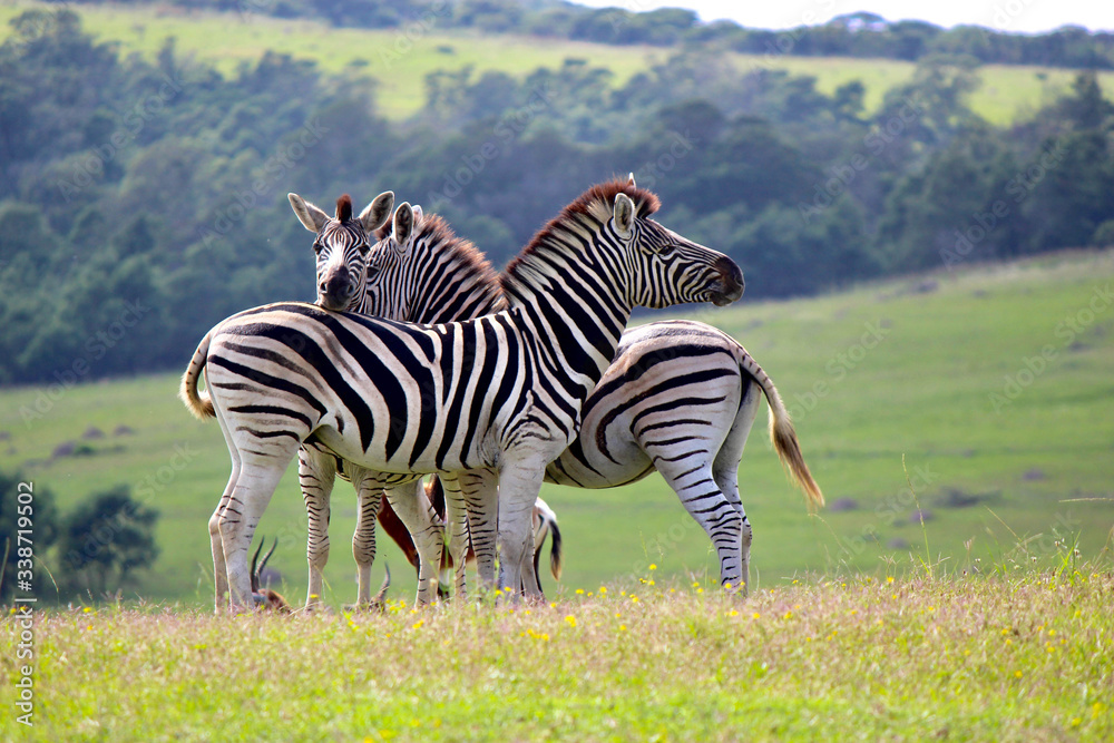 Naklejka premium A group of 3 zebras all looking in different directions in a meadow of yellow flowers with a blurry background of trees