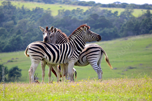 A group of 3 zebras all looking in different directions in a meadow of yellow flowers with a blurry background of trees