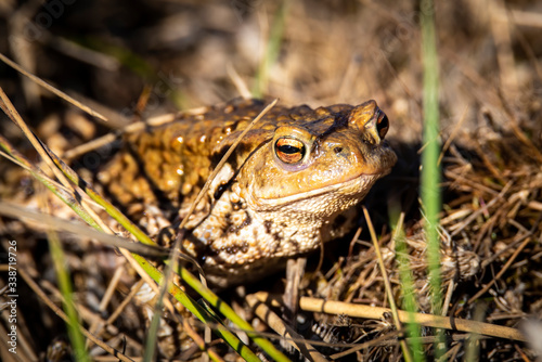 common toad - (Bufo bufo), Czech Republic