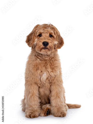 Cute 4 months young Labradoodle dog, sitting facing front. Looking at camera with shiny eyes. Isolated on white background.