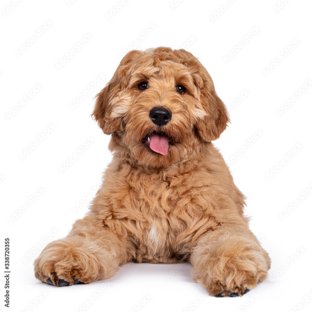 Cute 4 months young Labradoodle dog, laying down facing front. Looking straight at camera with shiny eyes. Isolated on white background. Cute 4 months young Labradoodle dog, laying down facing front. Looking straight at camera with shiny eyes. Isolated on white background.