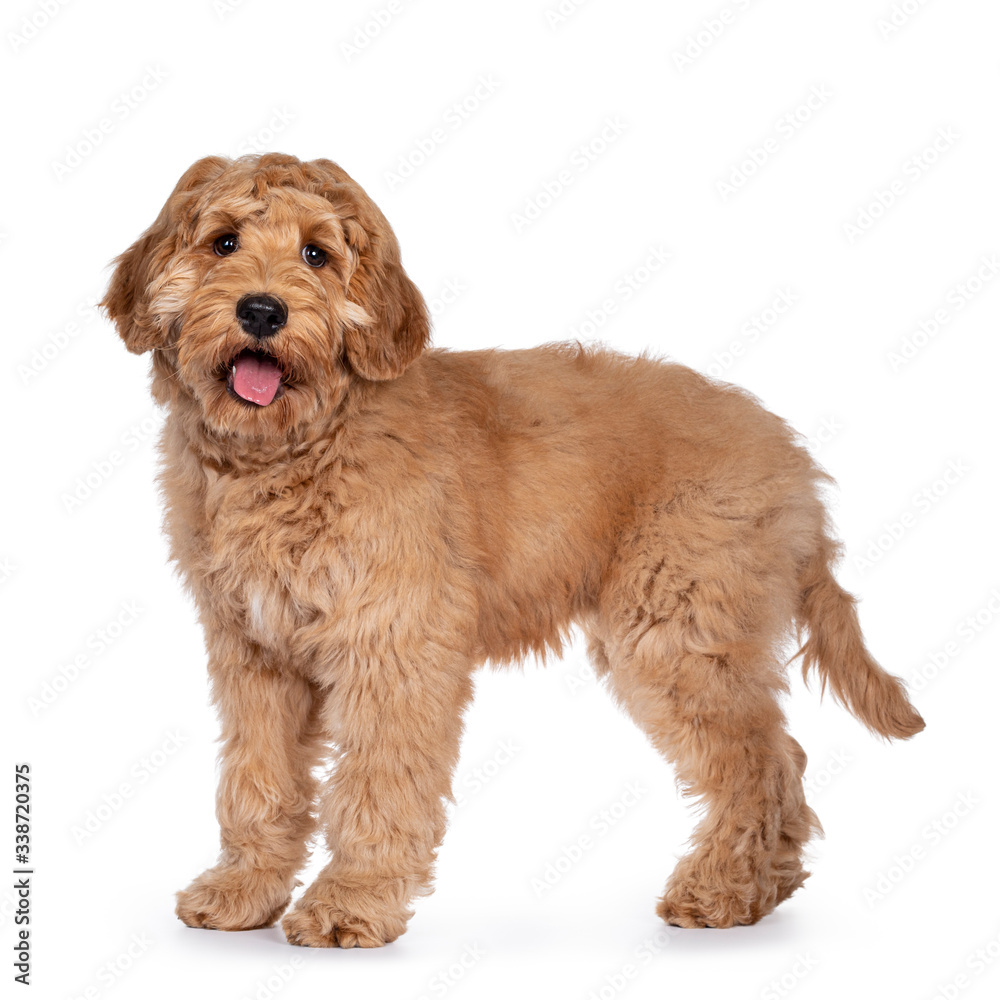 Cute 4 months young Labradoodle dog, standing side ways. Looking straight at camera with shiny eyes. Isolated on white background. Mouth open, tongue out.