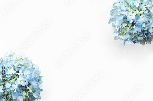 Blue hydrangea flower on white background with copy space.