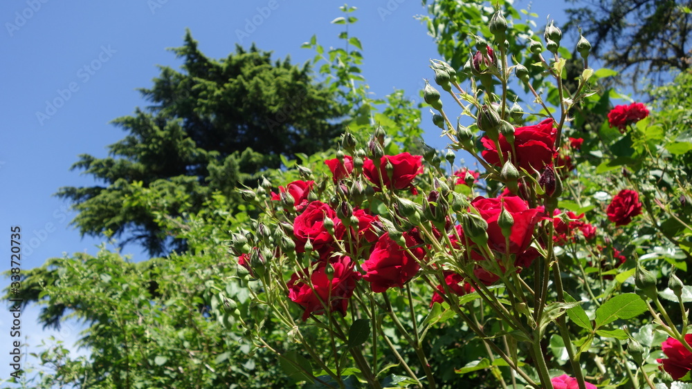 Red roses with green leaves on a background of green trees and blue sky