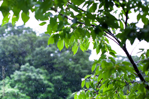 雨に濡れる葉