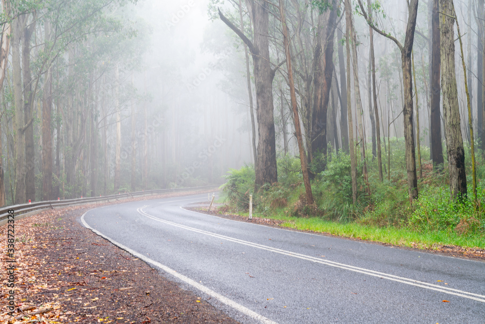 Driving through mist and forest on Great Ocean Road