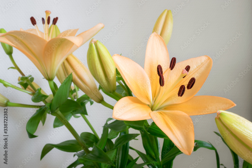 Detailed image of soft pastel colored lily (Latin: Lilium) flowers Detailed image of soft pastel colored lily (Latin: Lilium) flowers