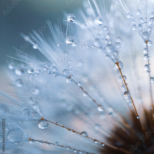 raindrops on the dandelion seed , rainy days in spring