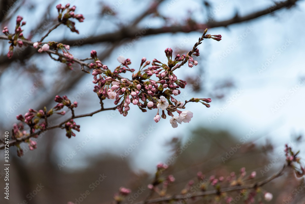 桜の蕾 桜の蕾