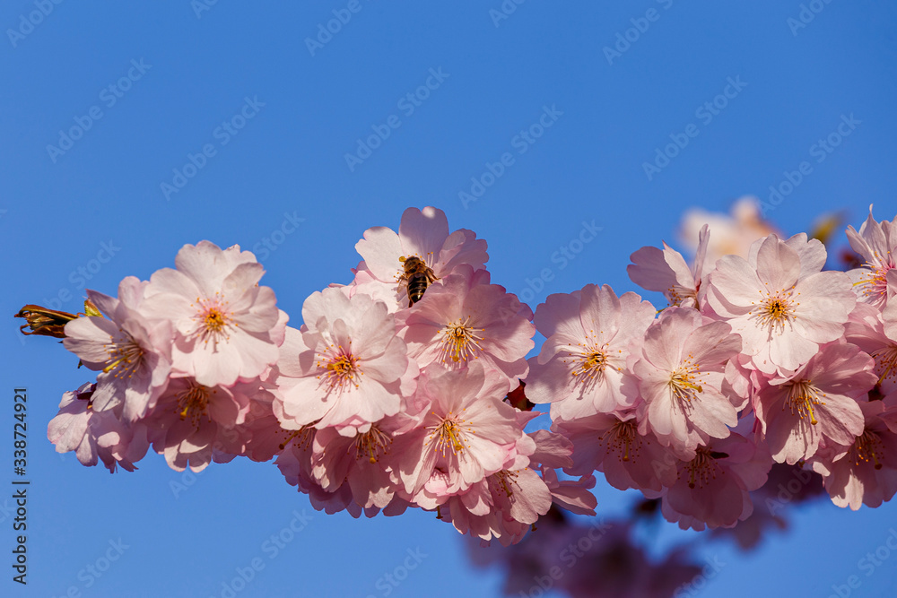 A sprig of sakura blossomed in April