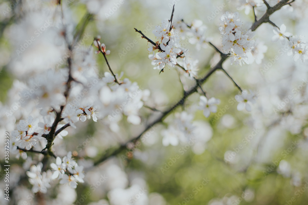 Frühling Frühling