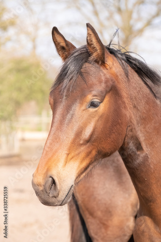 Shot of a beautiful young jumping horse head in front, brown color.