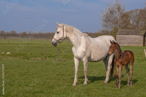 A baby horse with mother standing on grass  foal is looking at camera.