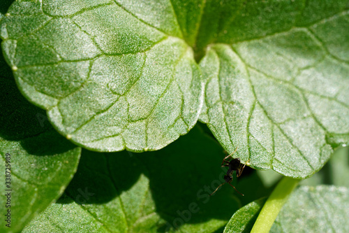 The black ant is crawling on the leaves.