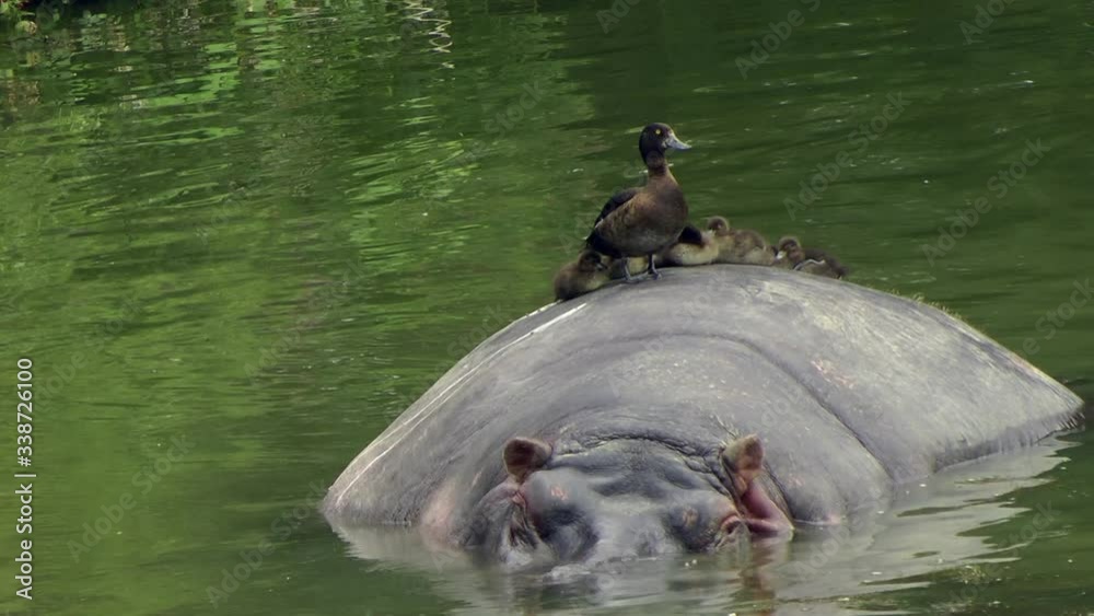 A family of ducks sat on a hippos back in the middle of a lake at Longleat Safari Park. Daytime, exterior, wide shot.
