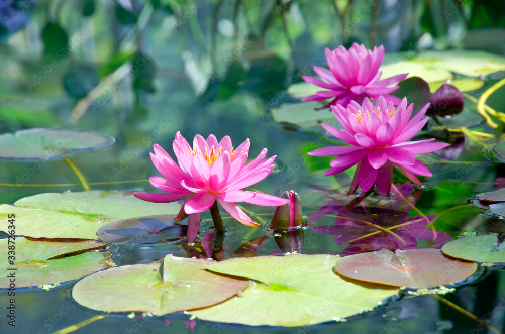 Beautiful pink flowers of the water lily, Nimphaea lotus. Beautiful pink flowers of the water lily, Nimphaea lotus.