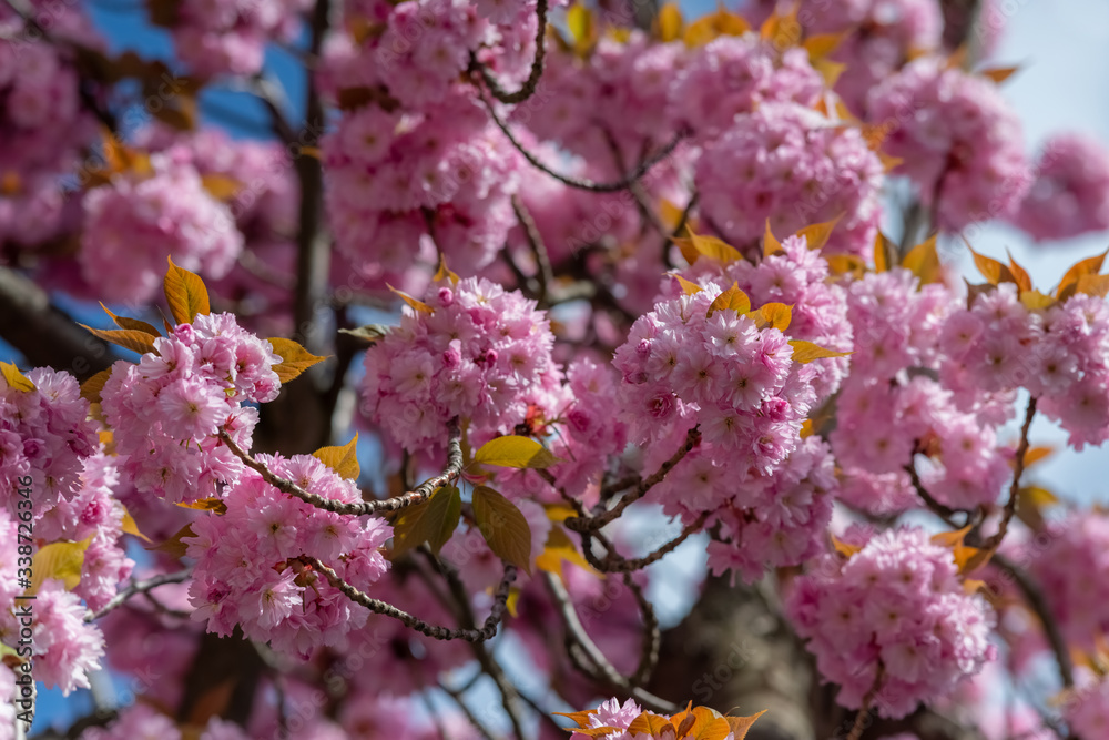 Kirschblüten Kirschblütenfest Straßenbäume Japanische Blütenkirsche Prunus serrulata rosa pink Pracht Blossom Sonnenlicht Farbenspiel Frühling Frühjahr Schwerte Deuschland Farbenpracht Blütenmeer Kirschblüten Kirschblütenfest Straßenbäume Japanische Blütenkirsche Prunus serrulata rosa pink Pracht Blossom Sonnenlicht Farbenspiel Frühling Frühjahr Schwerte Deuschland Farbenpracht Blütenmeer