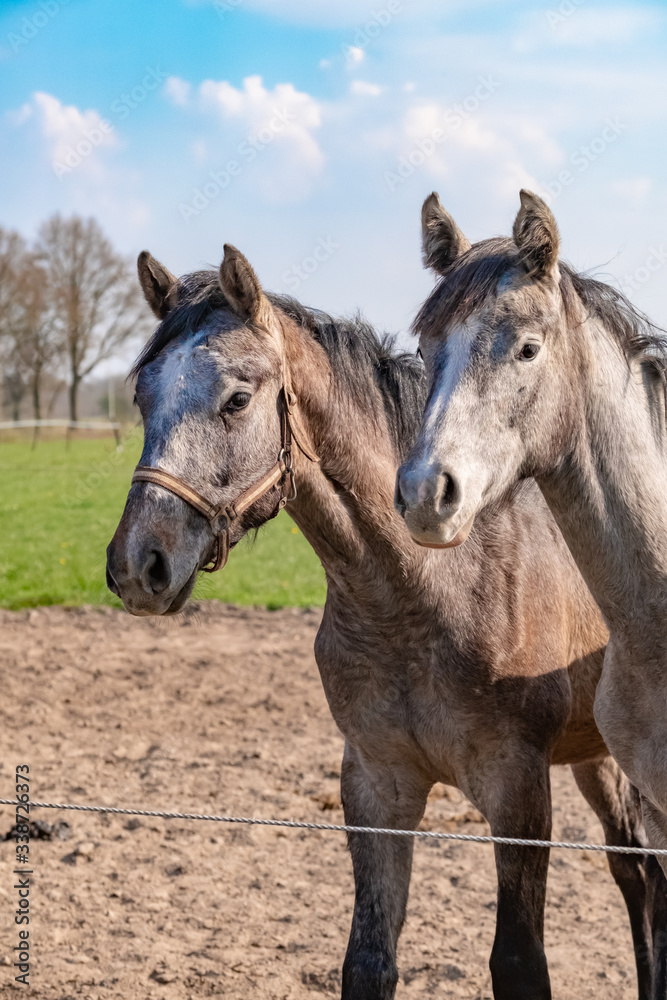 Two jumping horses stallions heads, they are close to each other. grey color Two jumping horses stallions heads, they are close to each other. grey color