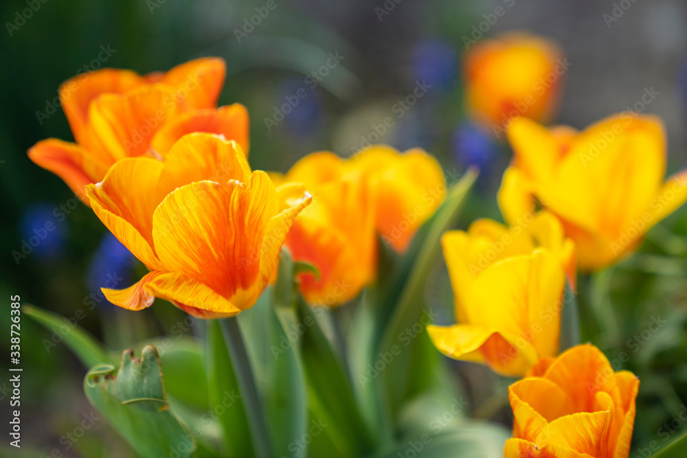 Tulpe Tulpe
