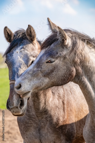 Two jumping horses stallions heads  they are close to each other. grey color