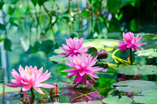 Beautiful pink water lily  Nimphaea lotus.