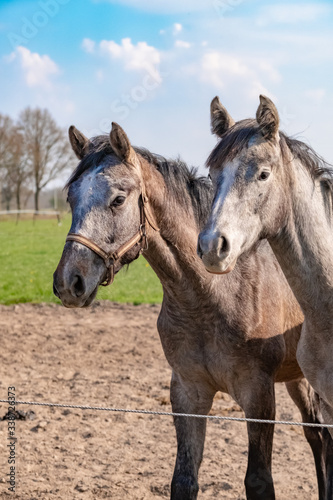 Two jumping horses stallions heads, they are close to each other. grey color