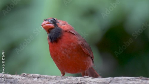 Closeup red northern cardinal songbird eating seeds on wood in Orlando Florida
