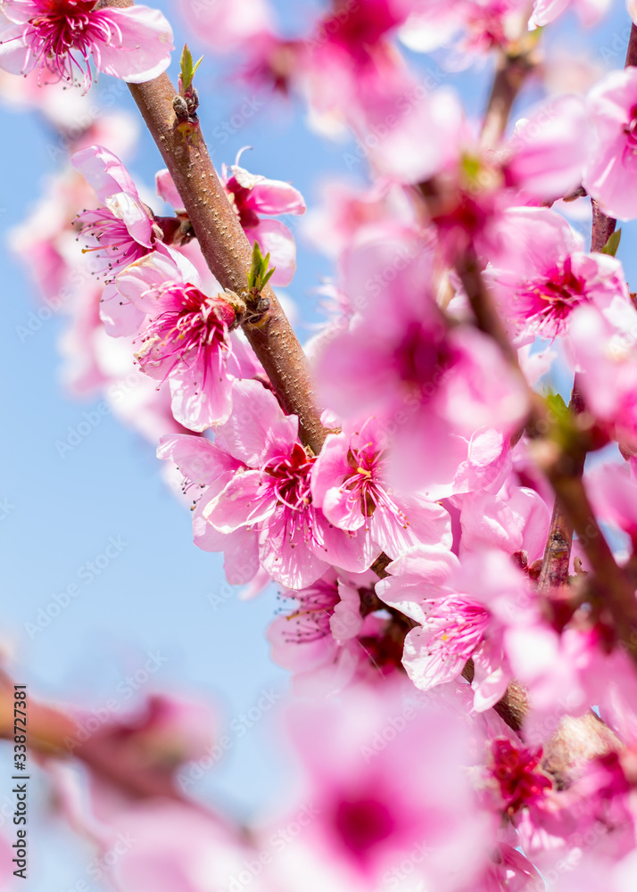 Branch with pink peach blossoms. Close up macro. Natural background