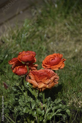 fleur orange renoncule photo