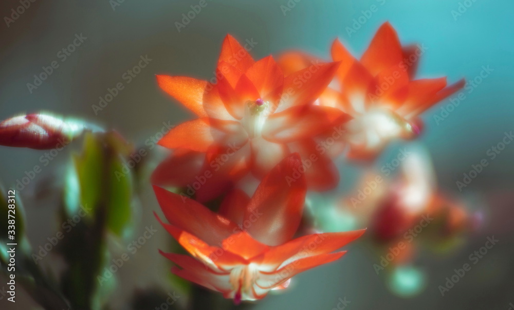 Blooming Christmas cactus Blooming Christmas cactus