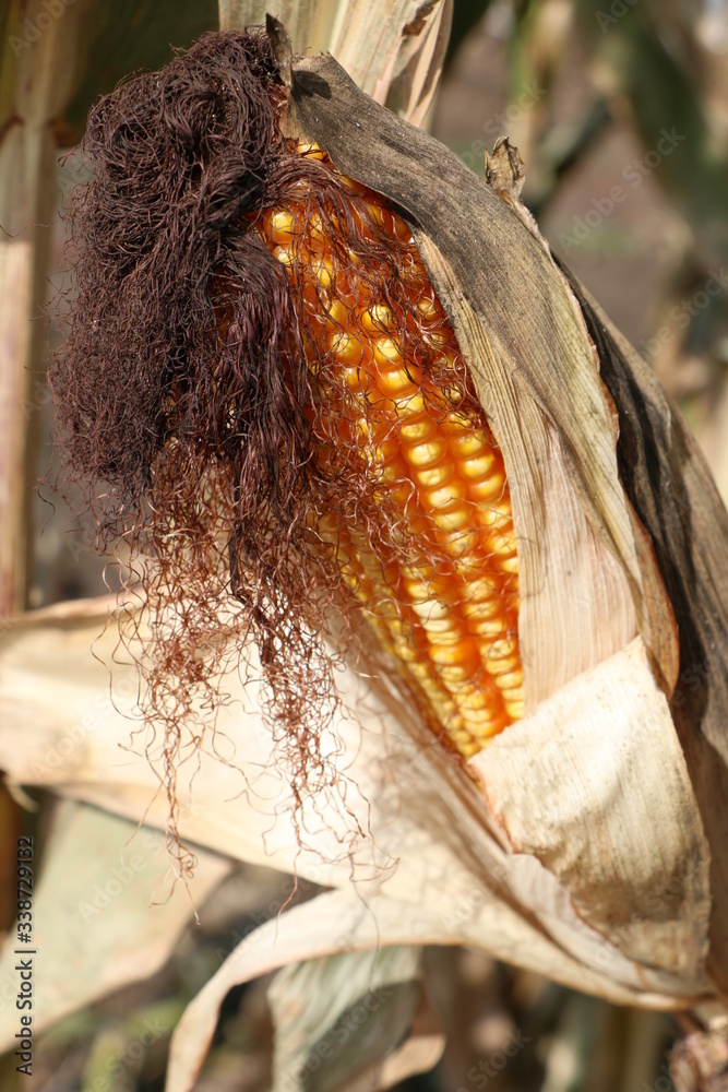 the corn the corn
