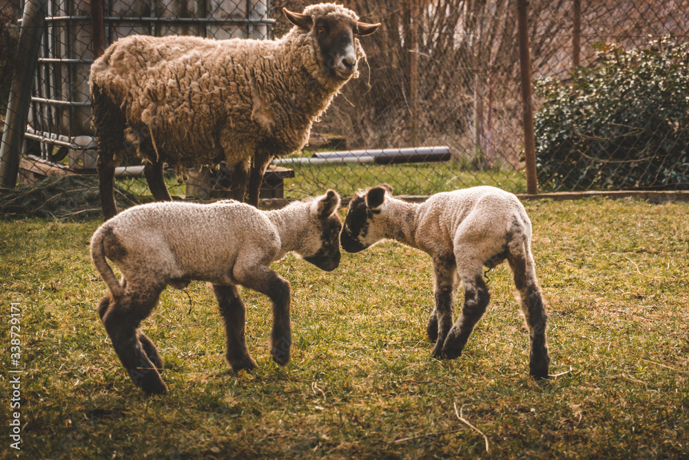 Obraz premium sheep and small lambs