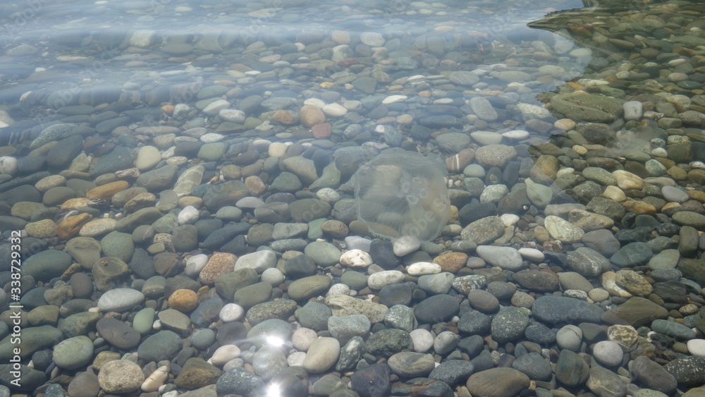 A jellyfish swims in the sea over the sea stones