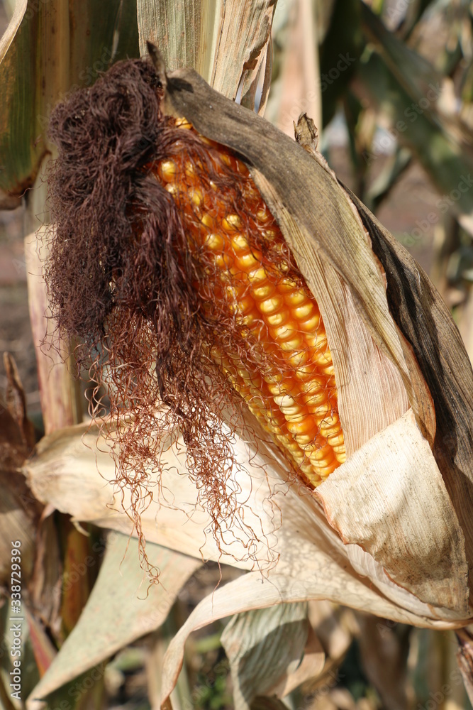 the corn the corn