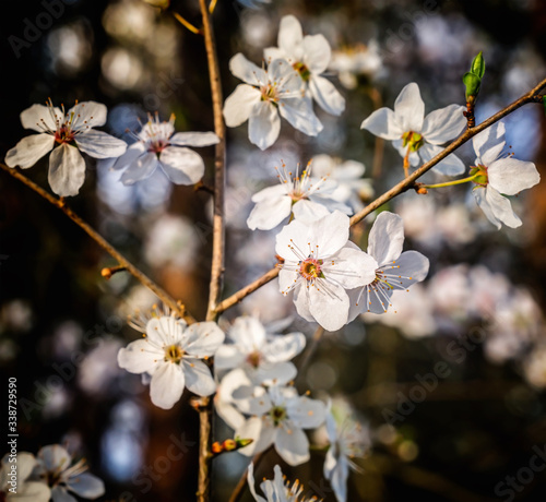 Plum tree white blossoms in spring