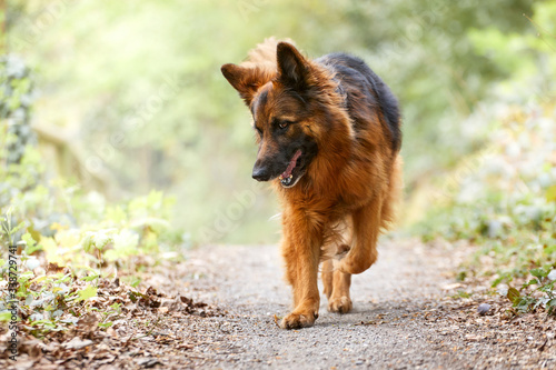 H  bscher Deutscher Sch  ferhund