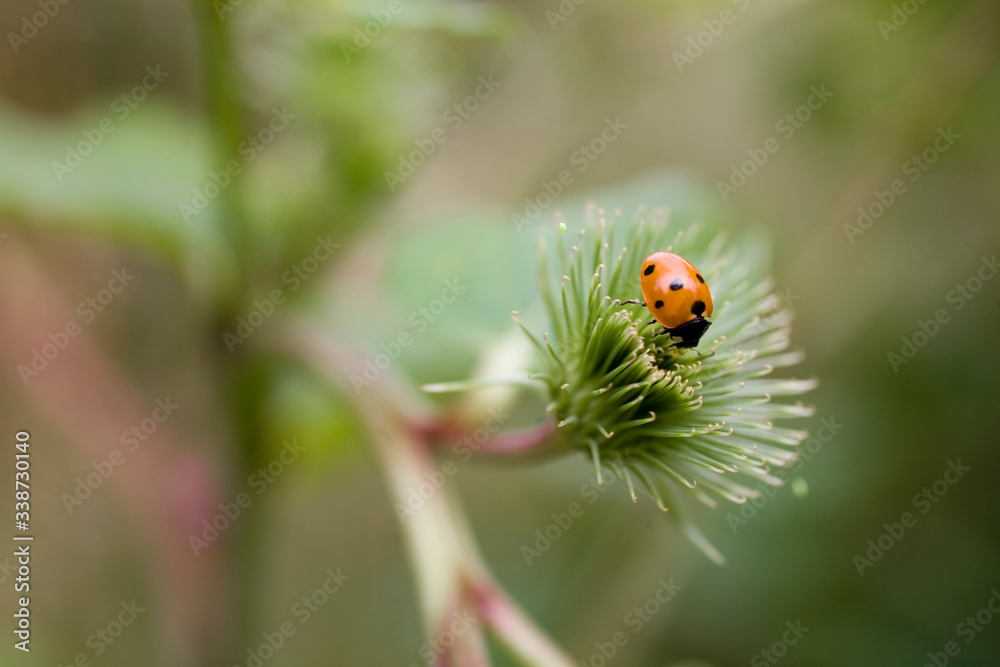 little red ladybug with black dots on a green axis on a warm summer day little red ladybug with black dots on a green axis on a warm summer day