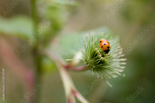 little red ladybug with black dots on a green axis on a warm summer day