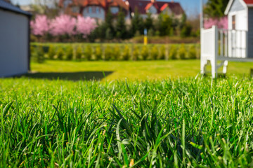 Lush grass in the garden at the house