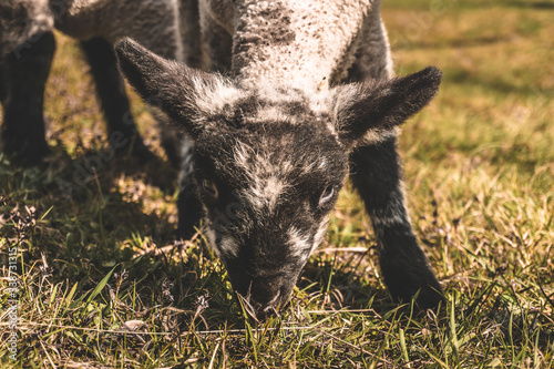 portrait of small lamb
