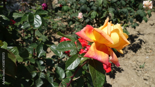 Rose with yellow-red petals
