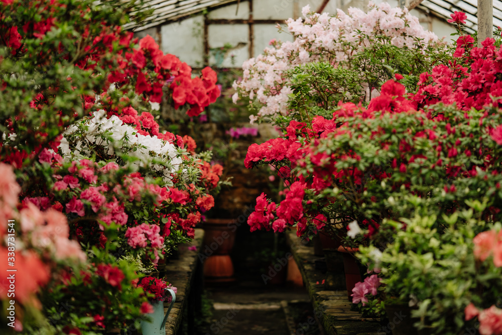 Fototapeta premium Greenhouse with Blooming Azalea Flowering Plants Photo. Blossoming Decorative Buds Flowers And Green Leaves Bushes. Garden Construction with Natural Aromatic Floral Rhododendron Horizontal Photography