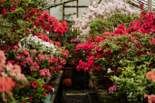 Greenhouse with Blooming Azalea Flowering Plants Photo. Blossoming Decorative Buds Flowers And Green Leaves Bushes. Garden Construction with Natural Aromatic Floral Rhododendron Horizontal Photography