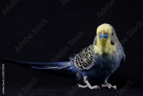 budgerigar