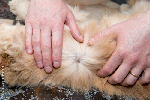 Human hand remove cat tick
