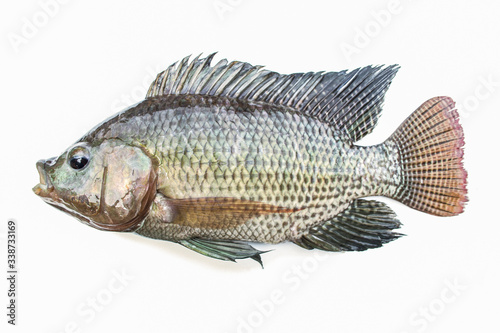 Tilapia fish isolated on white background.