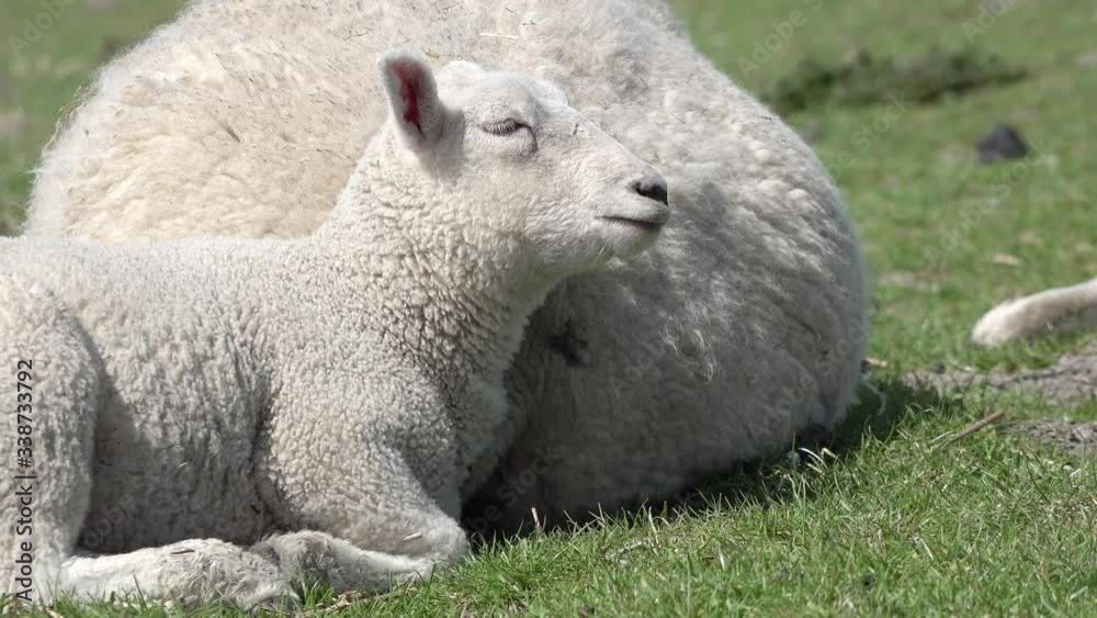Cute lamb and ewe lying on meadow in springtime Cute lamb and ewe lying on meadow in springtime