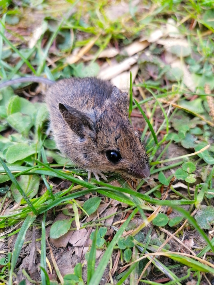 kleine Maus in einer Wiese kleine Maus in einer Wiese